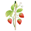 Aardbei