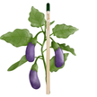 Aubergine