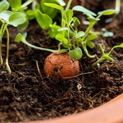 Blossombs bloembommetjes grow kit - Bedankt voor het superfijne schooljaar