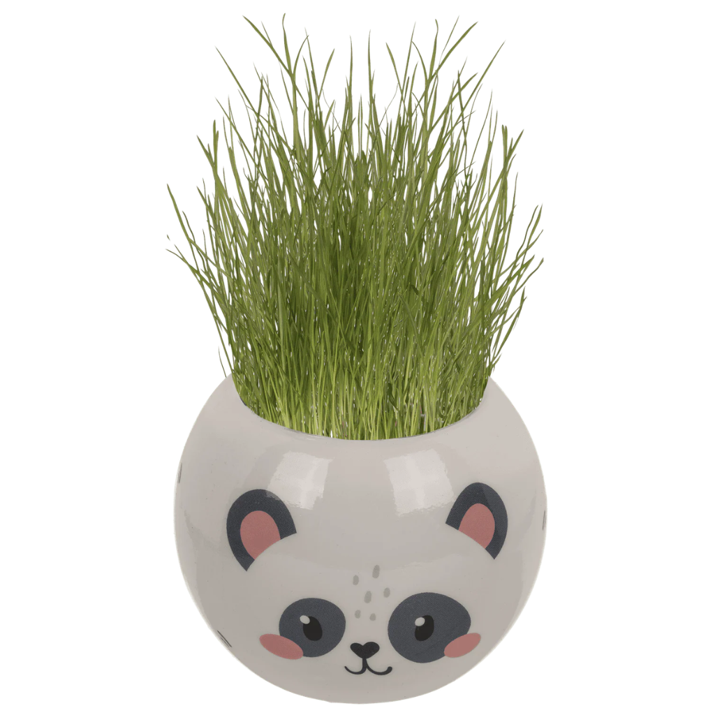 Grashoofd kawai
