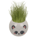 Grashoofd kawai