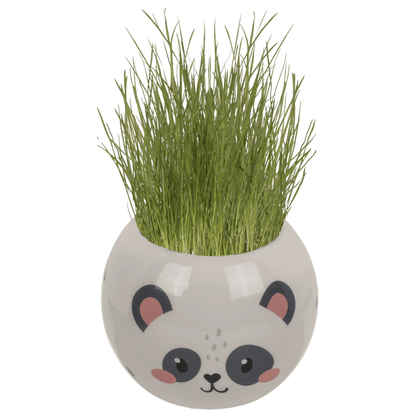 Grashoofd kawai