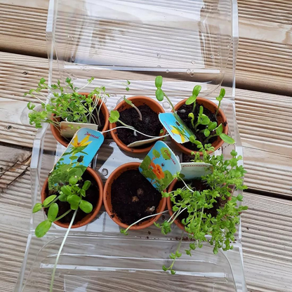 Mini greenhouse