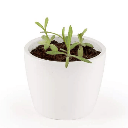 Witte Keramieken Pot - Edelweiss
