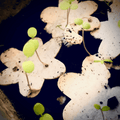 Bloeiconfetti kaart in kleur